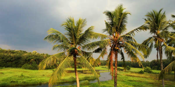 Gujarat Aims At Higher Coconut Production 