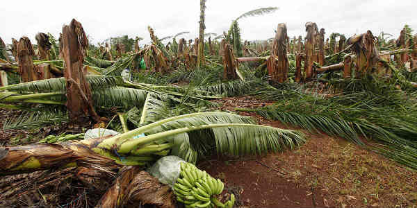 Thunderstorm, strong winds damage banana plantations in Telangana