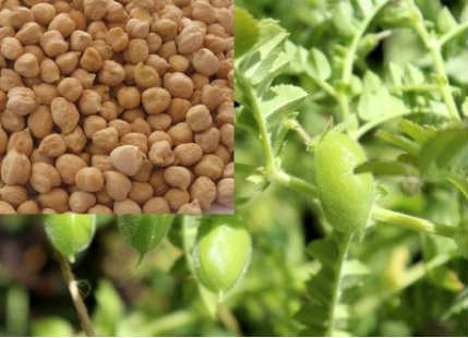 Chana crop in India