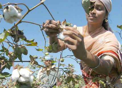 Cotton crop