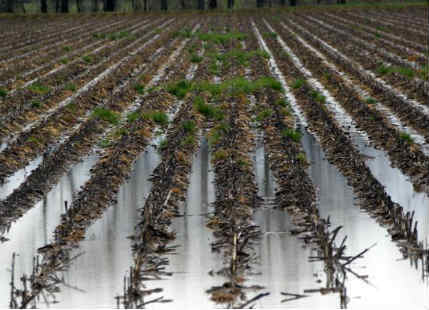 Crop loss in Maharashtra