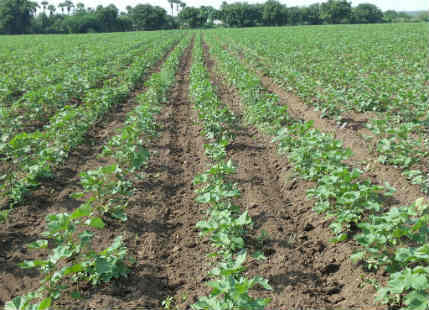 Cotton sowing in India_Tierraseedssciences 600