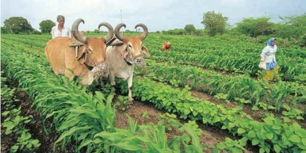 AGRI IN Gujarat