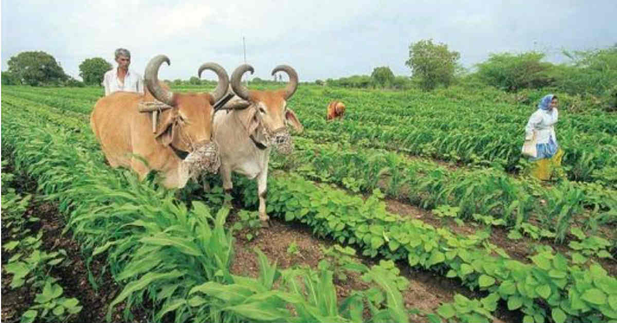 agriculture-colleges-in-maharashtra-b-sc-agriculture