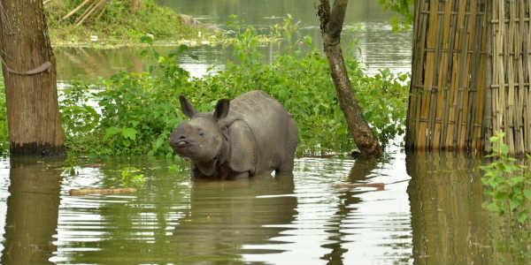 Over 300 animals dead in Kaziranga National Park after two successive Assam floods