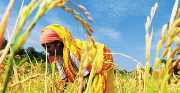 Paddy production in India