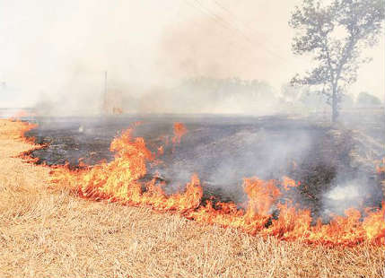 Punjab-stubble-buring