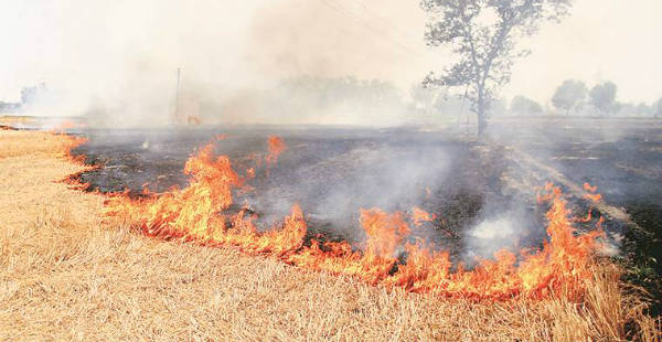 Punjab-stubble-buring-The Indian Express 600