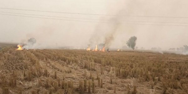 Stubble Burning 