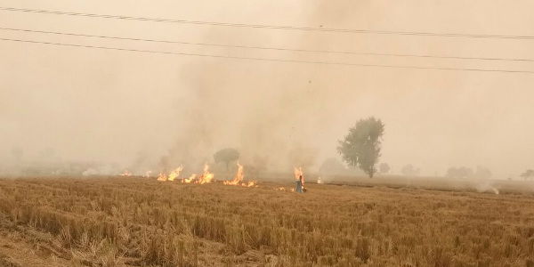 Stubble Burning 