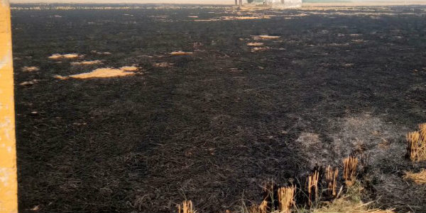 Stubble Burning 