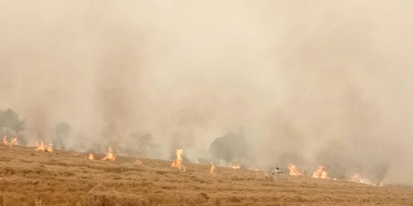 Stubble Burning 