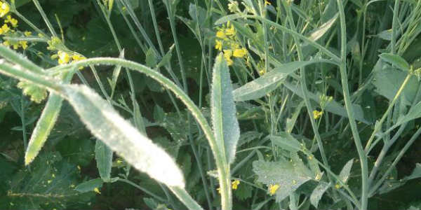 Frost in Sri Ganganagar, Rajasthan damages Mustard Crops, situation to improve