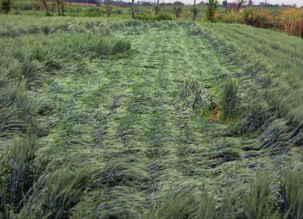 Rain, hailstorm damage crops in Madhya Pradesh, lightning kills 4