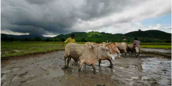 Rain in Maharashtra