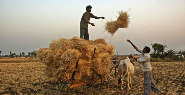 Wheat harvesting and pre-Monsoon rains in UP 