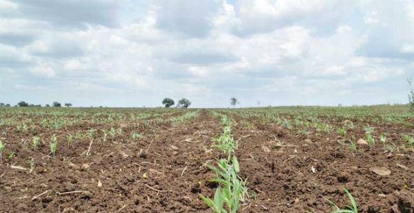 Kharif Sowing in Madhya Pradesh