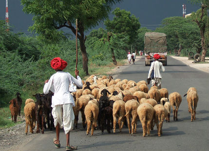 Rain in Rajasthan