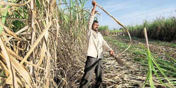 sugarcane website