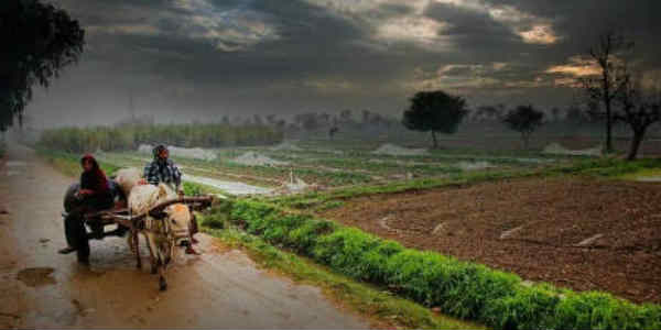 Punjab-in-rain website