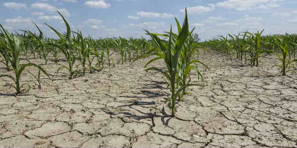 Argentina drought web