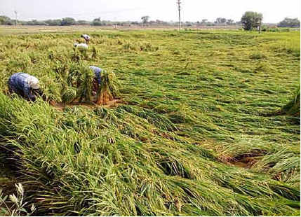 Heavy rains trigger massive Maize and Mango crop damage in Telangana