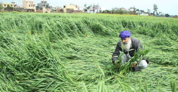 Wheat crop damage_The Tribune 600