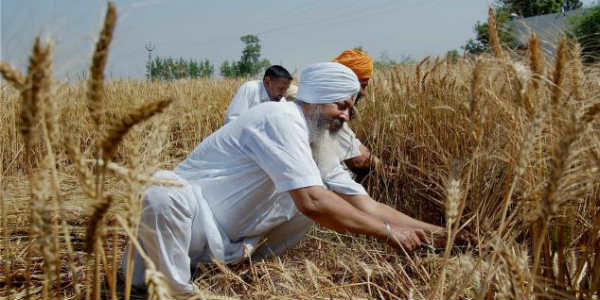 Wheat crop in Punjab