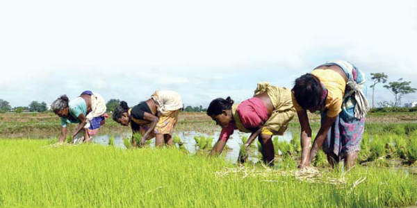 Budget 2019 Agriculture