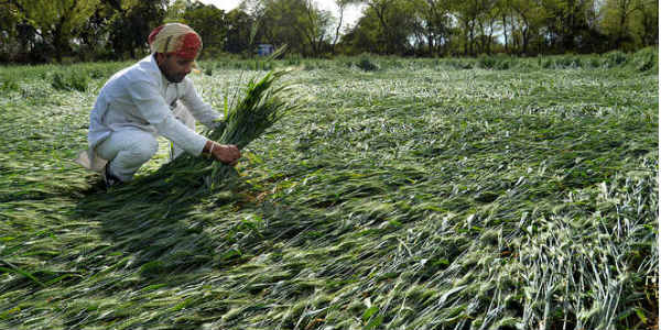 Crop damage in Punjab