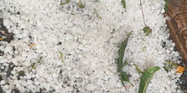 Hailstorm, rain in Punjab, Haryana to damage wheat, mustard, potato crops