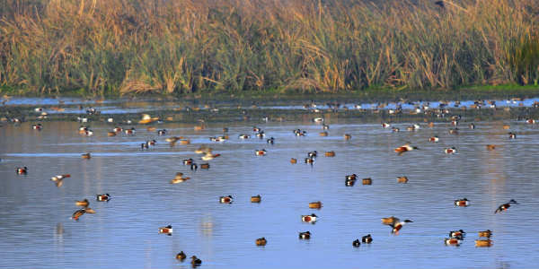 Okhla-bird-sanctuary art