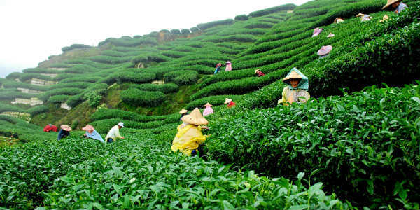 Tea Plantation in Assam