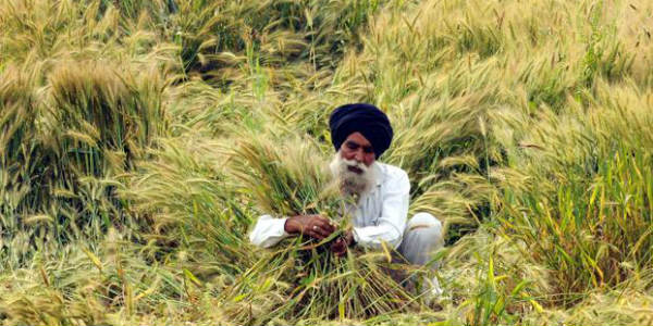 Hailstorm in Punjab, Haryana, West UP may damage wheat, black gram and mustard crops