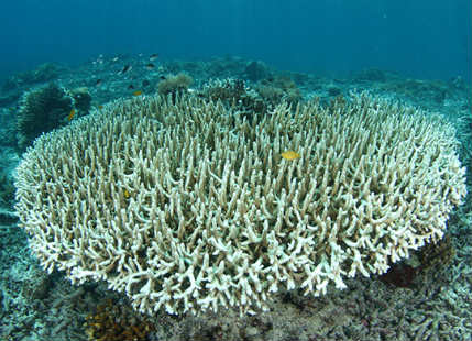 Coral Reefs