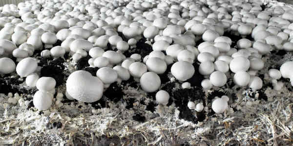 Mushroom farming