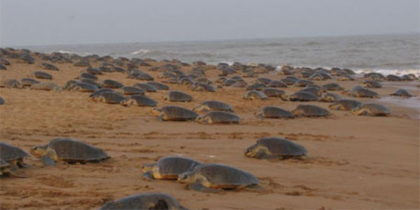 OLive Ridley Turtles