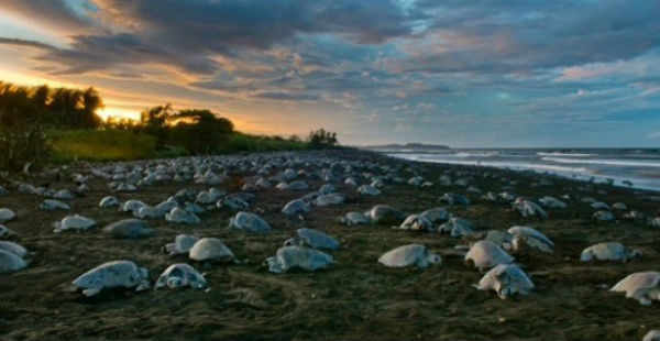 Oive Ridley Turtle-Odisha Sun Times 600