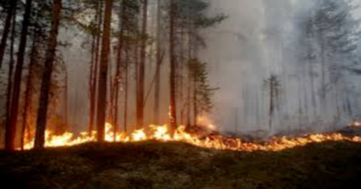 Difficult to recover forest after wildfire Skymet Weather Services