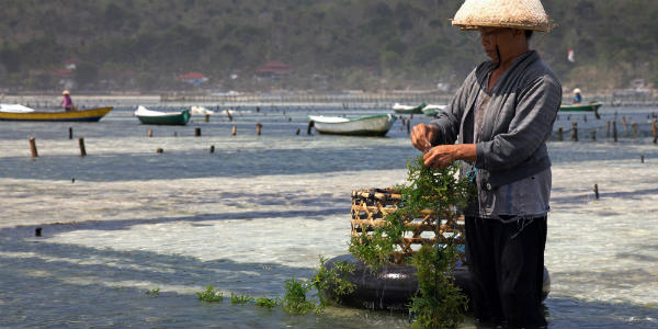 seaweed in India