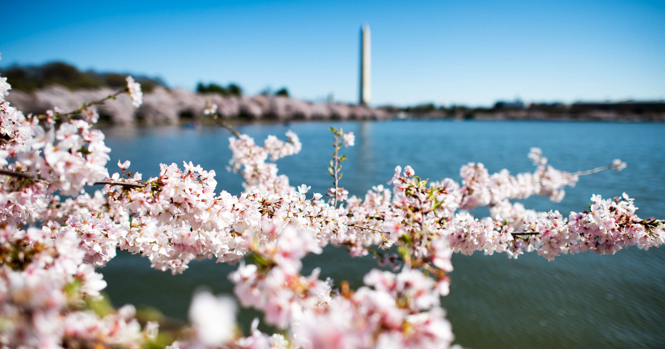 Climate Change causes early peak bloom for Cherry Blossoms in