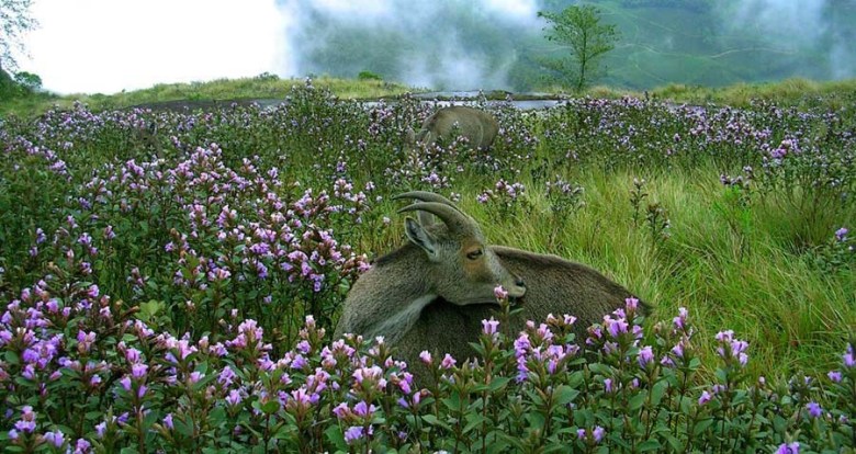 Neelakurinji