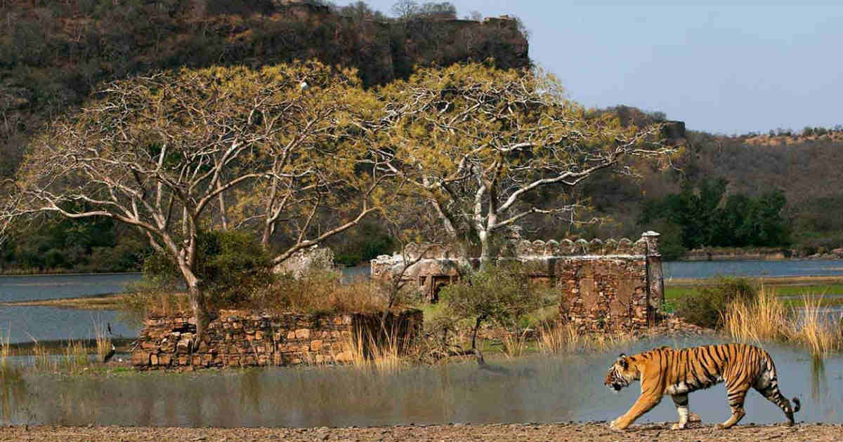 Travel Destination: Best season to travel Ranthambore National Park, A ...