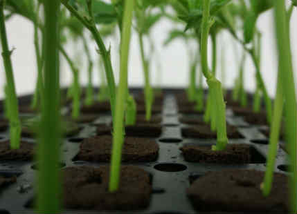 Cloning in Agriculture