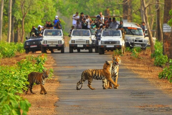 sariska-national-park-jeep-safari