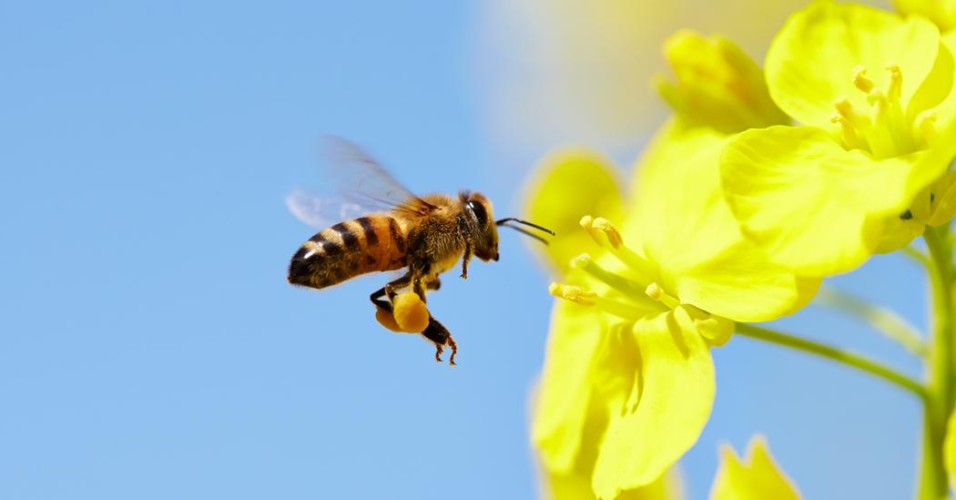 why_we_need_bees_1200x627