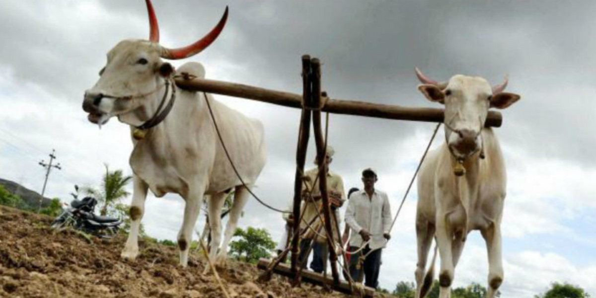 Maharashtra crop advisory