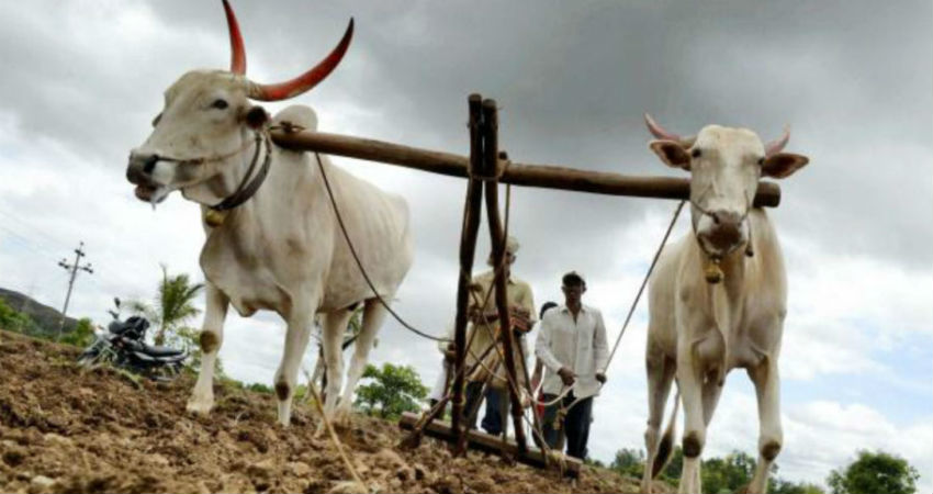 Maharashtra crop advisory