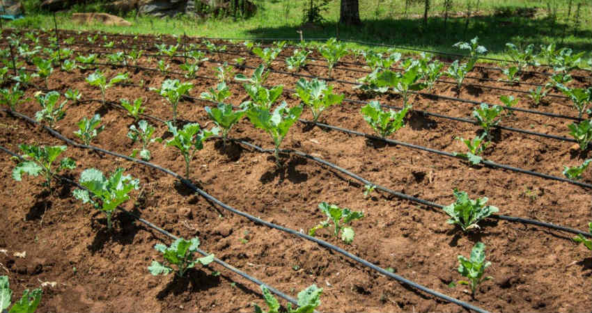 Sustainable Development Farm water usage