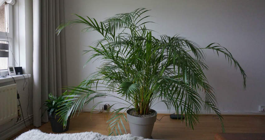 Areca Palm